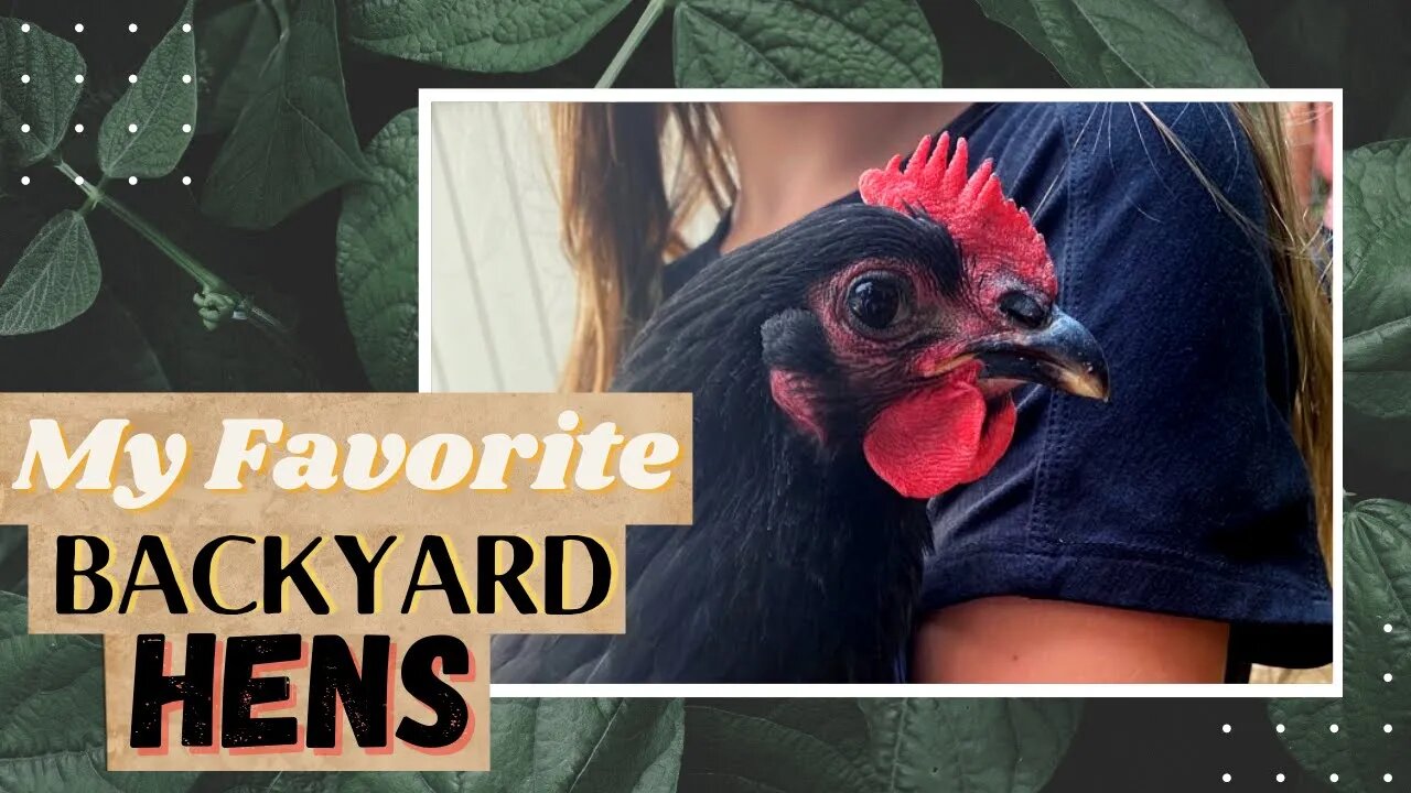 Best chicken breeds for pets | Barred Rock Chickens - Australorp Chickens - Easter Egger Chickens