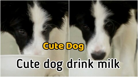 Dog drink milk