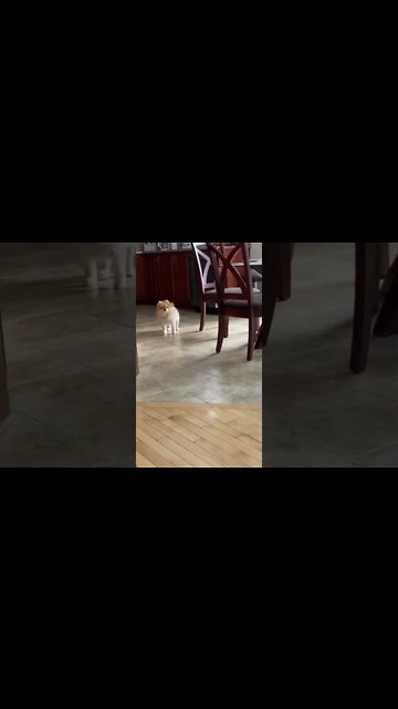 Perfect sound dubbing for dog