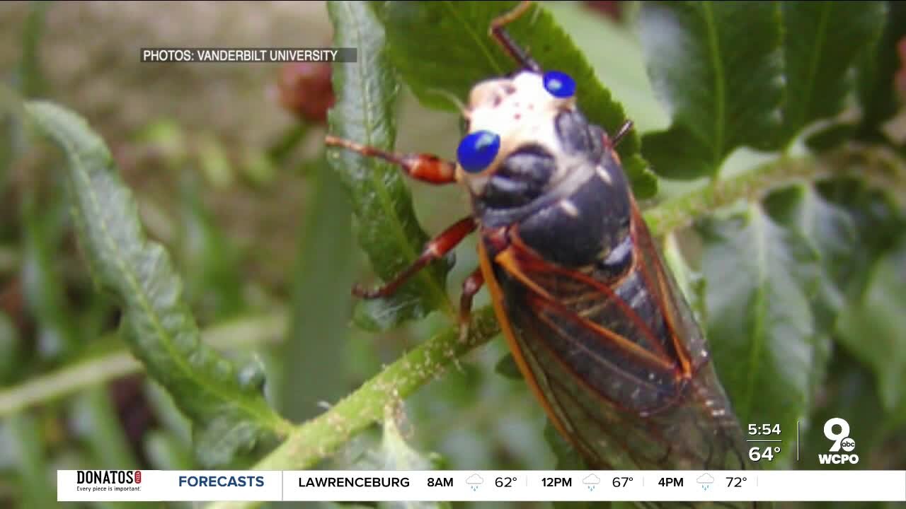 Will blue-eyed cicada net you $1,000?