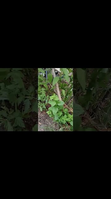 June front bed #gardenupdate