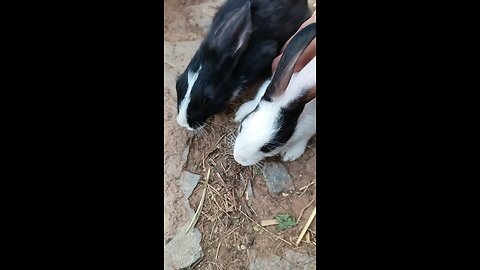 cute rabbits 🐇 trying to hold