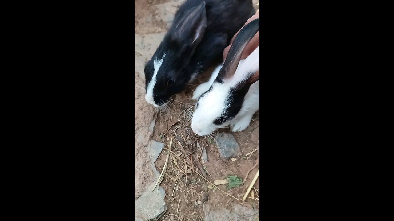 cute rabbits 🐇 trying to hold