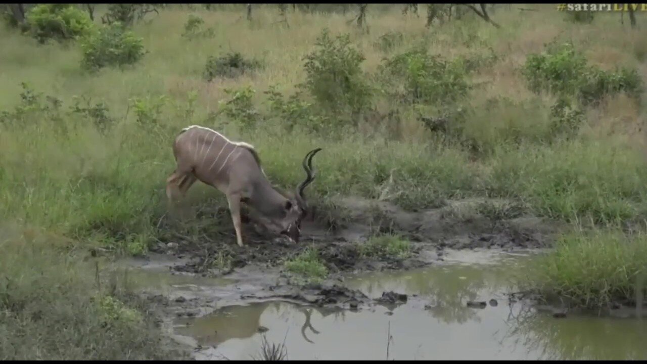 April 02, 2017- Special sighting for SL- Male Kudu performing his digging his horns deep in the mud