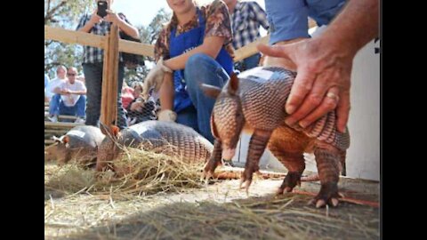 ARMADILLO RACE