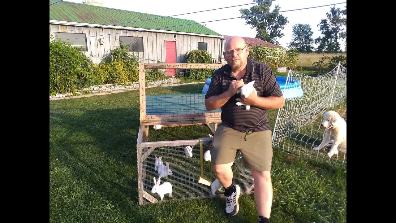 Chicken / Rabbit TRACTOR Re-enforcement - Getting the Rabbits on the GRASS