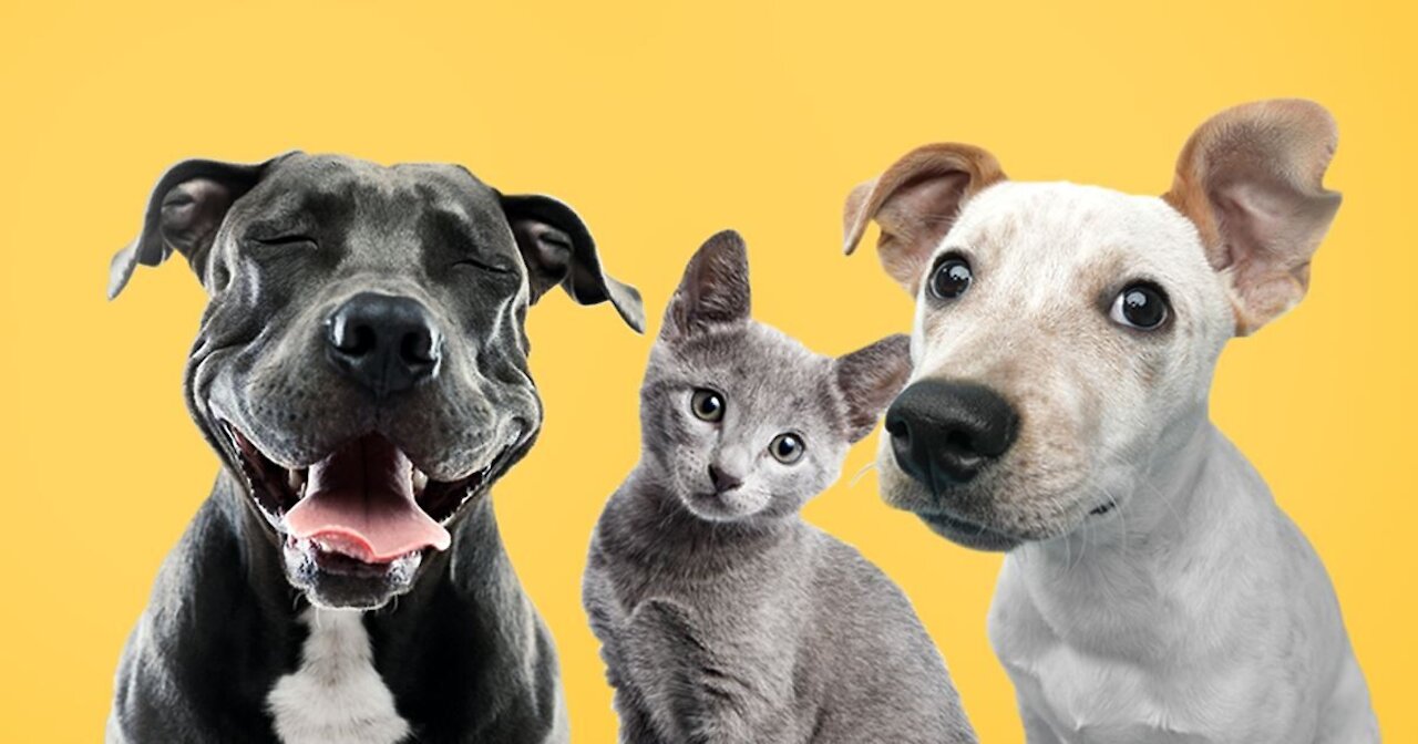đź’—Cute And Funny Pets | Try Not To Laugh Compilationđź’—