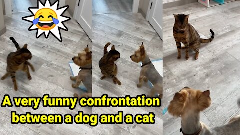 A very funny confrontation between a dog and a cat