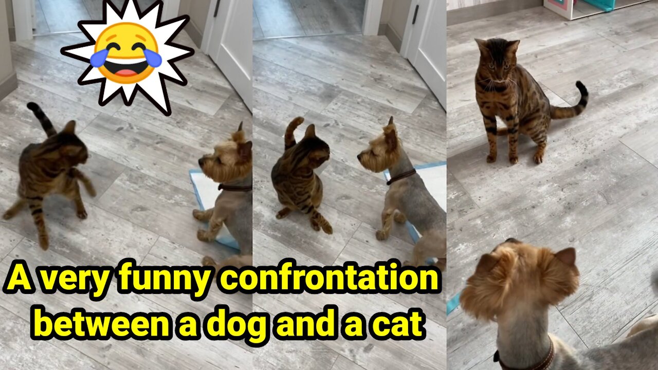 A very funny confrontation between a dog and a cat