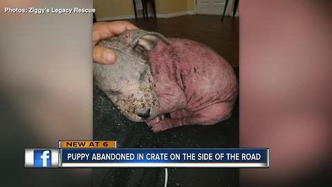 Puppy left for dead on the side of the road now recovering at Florida animal rescue