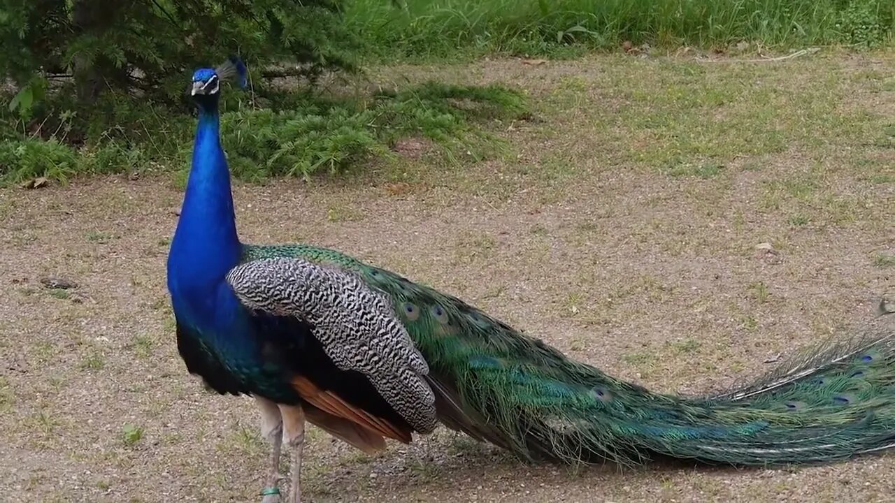 Peacock Dance Complete 2:20 & Screams High Quality HD, Pfau schlägt Rad , by Ute Neumerkel-7