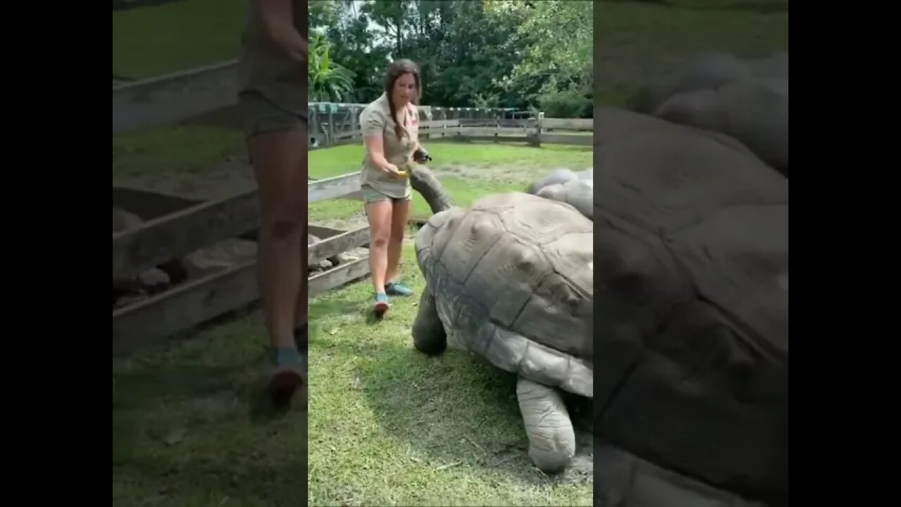 What is a Giant Turtle like?