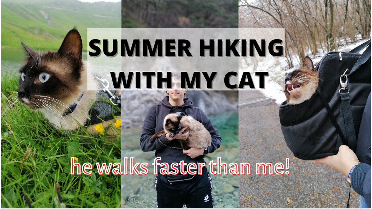 Hiking with my adventure cat, Summer edition.