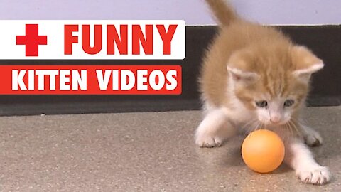 Funny Cats Video Compilation 2021#