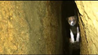 40 ore per salvare un cucciolo di cane intrappolato