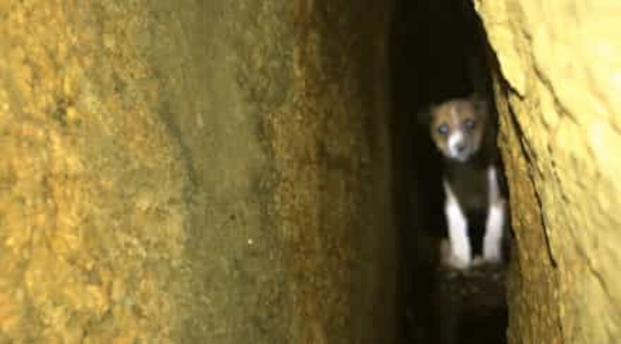 40 ore per salvare un cucciolo di cane intrappolato