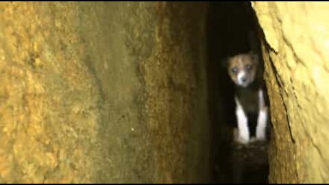 40 ore per salvare un cucciolo di cane intrappolato