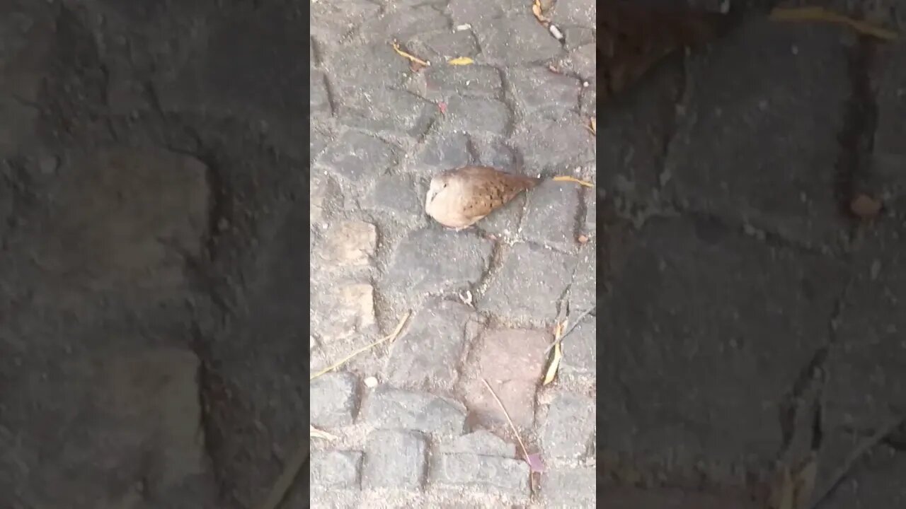 19 de outubro de 2022