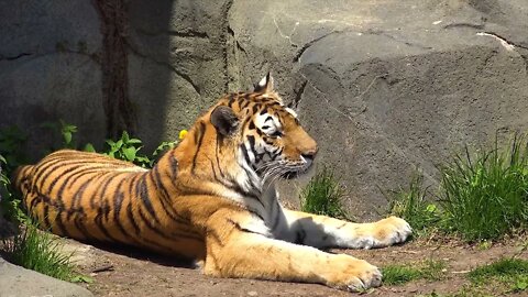 Tigers are the largest of the Big Cats weighing up to 300kg! 3