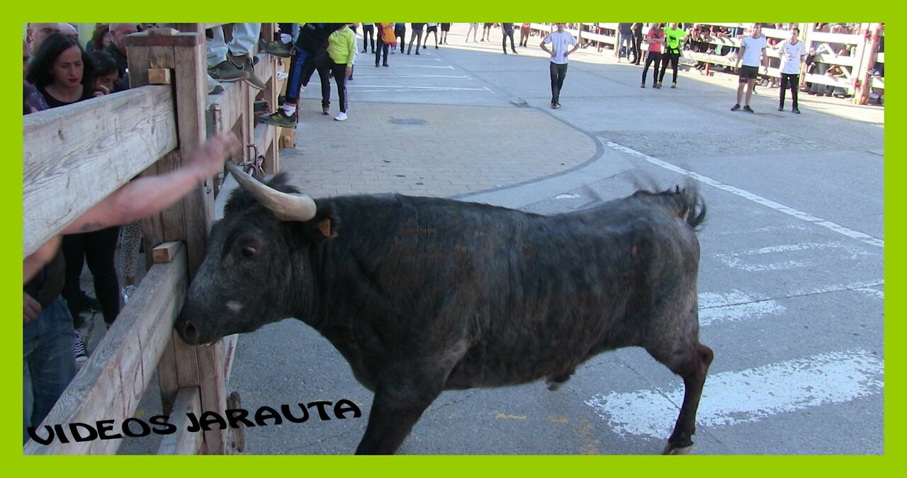 ARGUEDAS ( NAVARRA ) TARDE VACAS CALLE ( SABADO 16 ABRIL 2022 ) GNAD.IÑIGUEZ