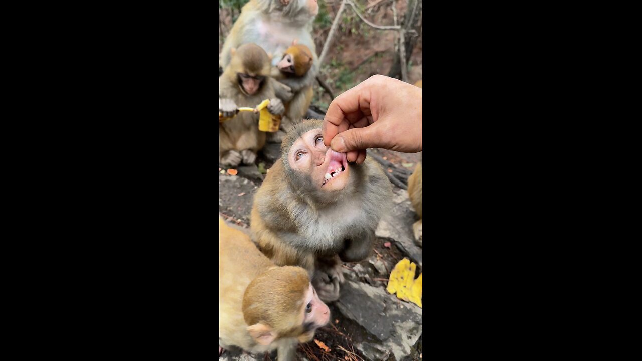 Nothing Just Checking Teeth of My Monkey Buddy 😂😍#monkey #funny #funnyanimals