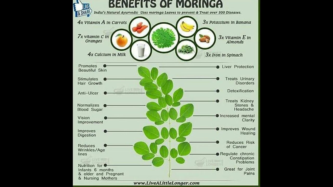 Unbelievable Benefits of Moringa