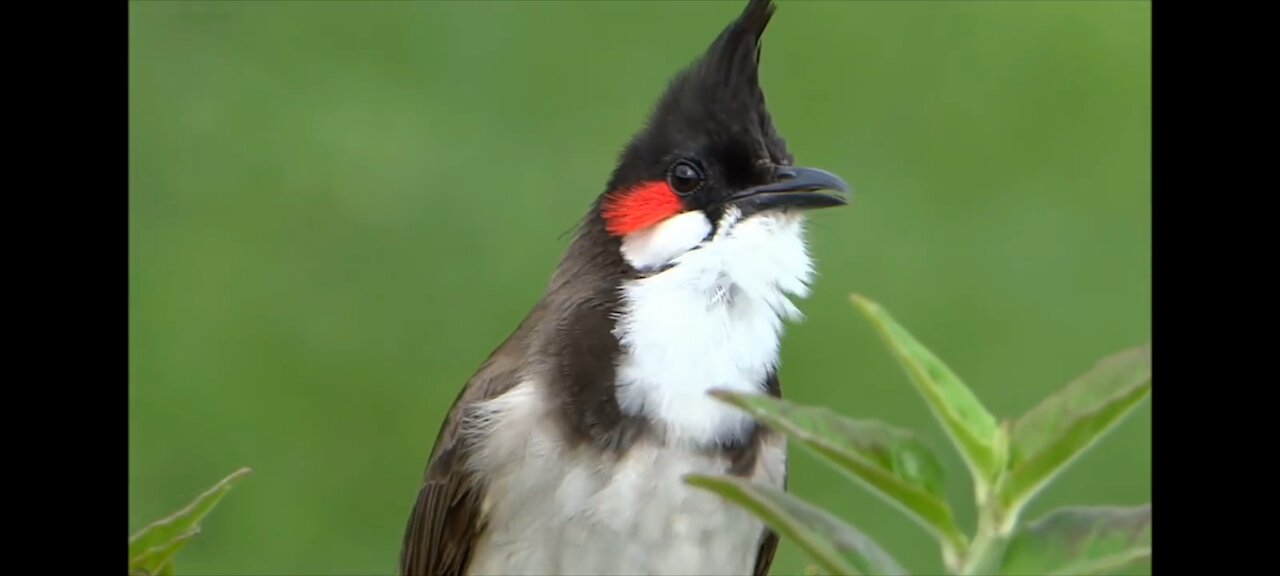 Awesome bird, How Beautifully he can call