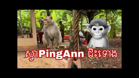 ស្វាPingAnn ជិះទោង 🐒