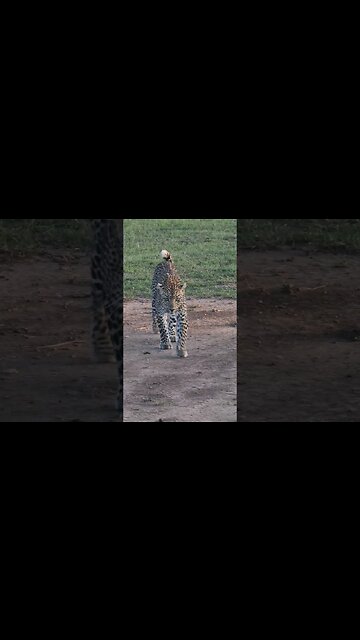 Maasai Mara Sightings Today 05/03/23 (Lions, Leopard, etc) | Zebra Plains | #shorts #shortsafrica