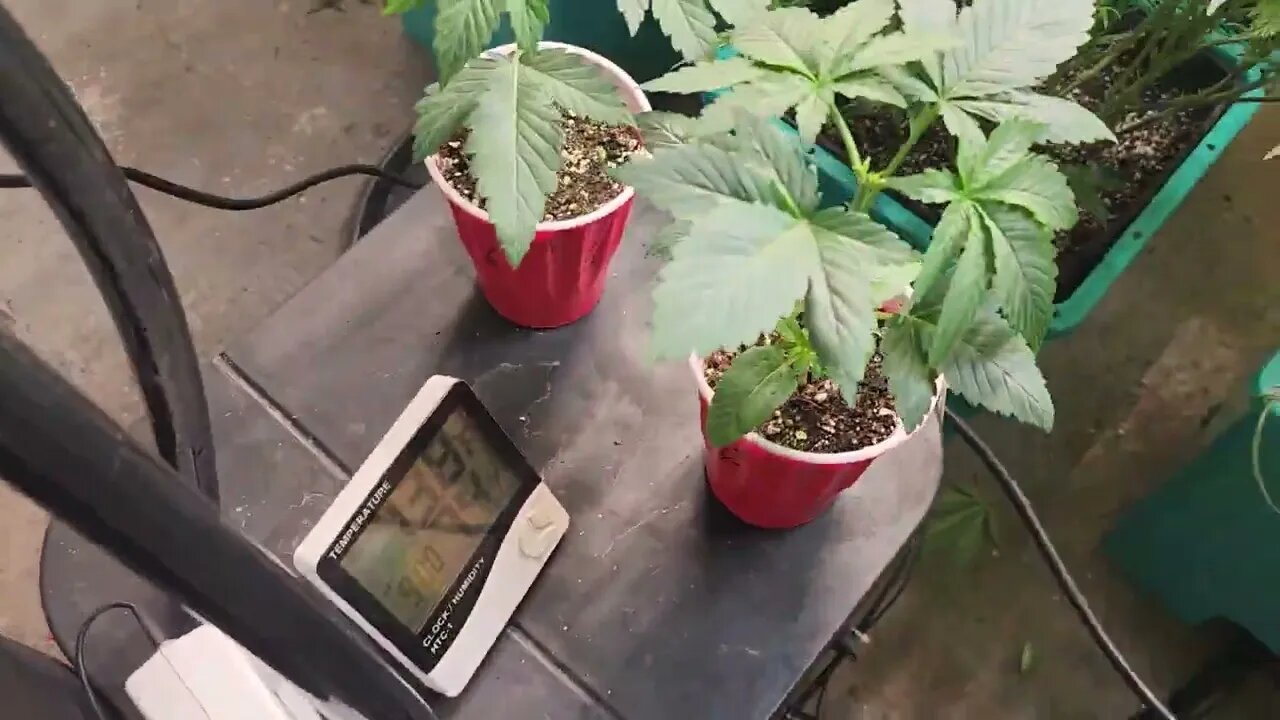 #AirCube #GrowAce #Hydroponics #EbbAndFlow @Growace