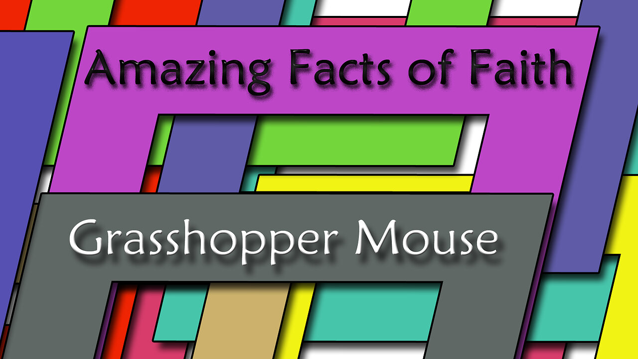 Amazing Facts Of Faith ~ Grasshopper Mouse