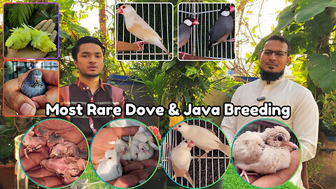 Ahsan Birds: Breeding the Most Rare Doves and Java Sparrows