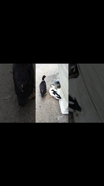 Christopher my first Muscovy cross, white and Black 6th November 2022