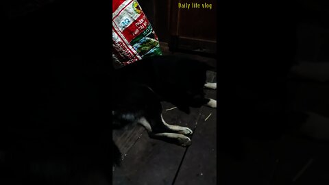 good dog sleeping