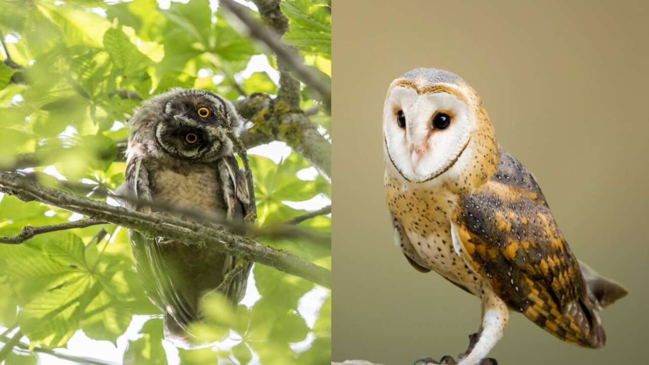 Different types of owls /owsome birds.