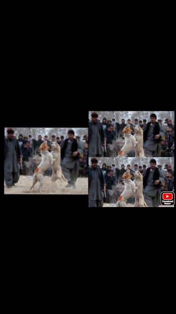 2 dog fighting each other...on the road sight