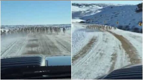 Herd of Pronghorns filmed running at full speed