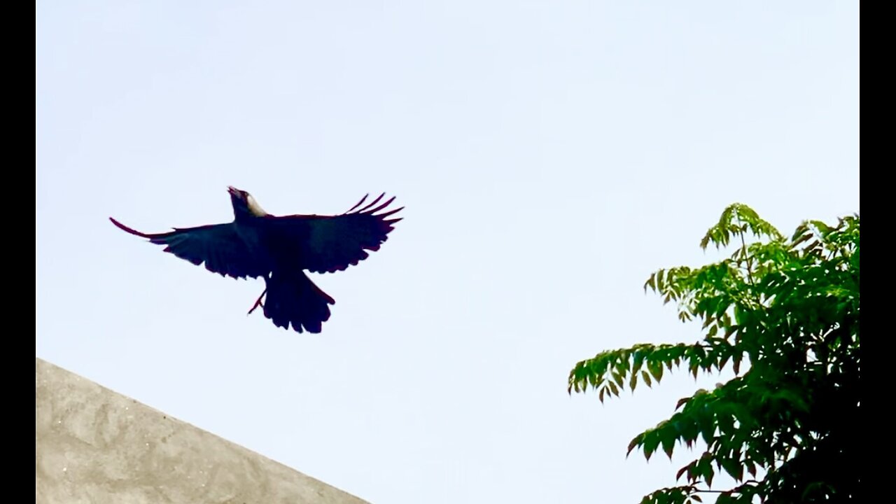 Crow