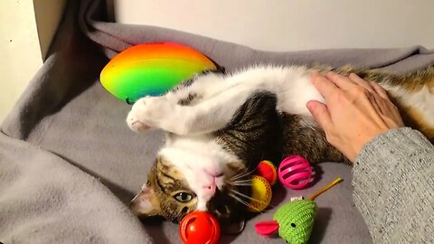 Kitten Purrs and Guards His Toys