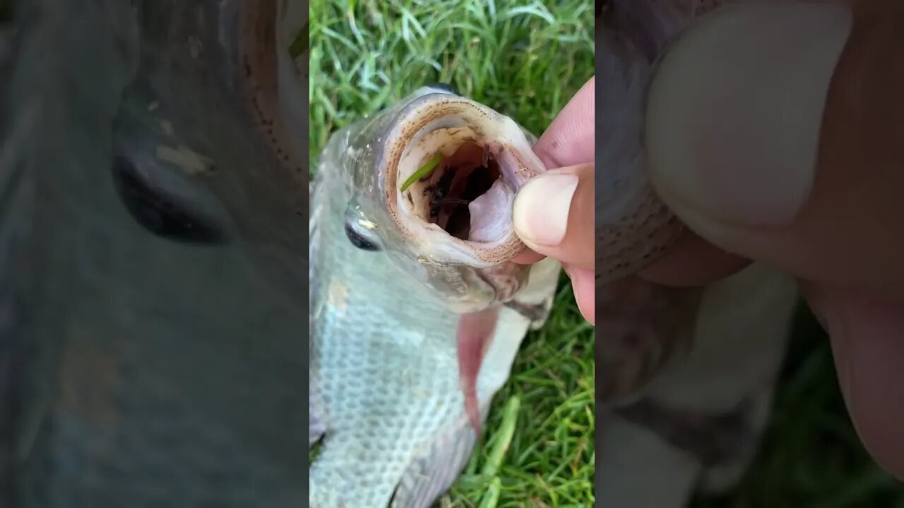Worm infested fish