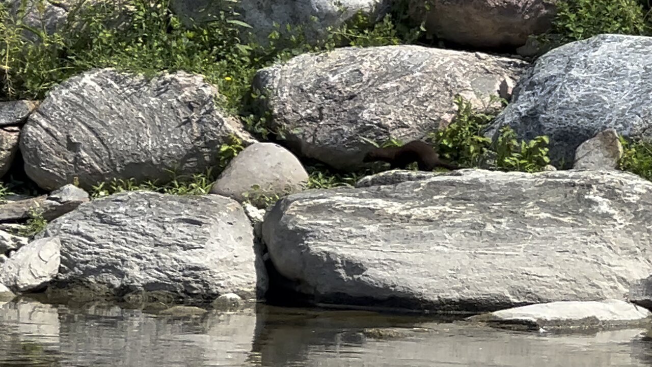 Muskrat?