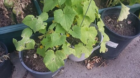 Cucumber Galore!!!