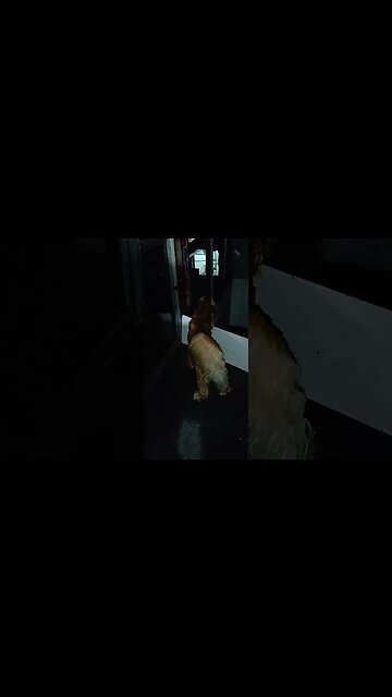 #dogshow , #animals , #dogs , #shorts