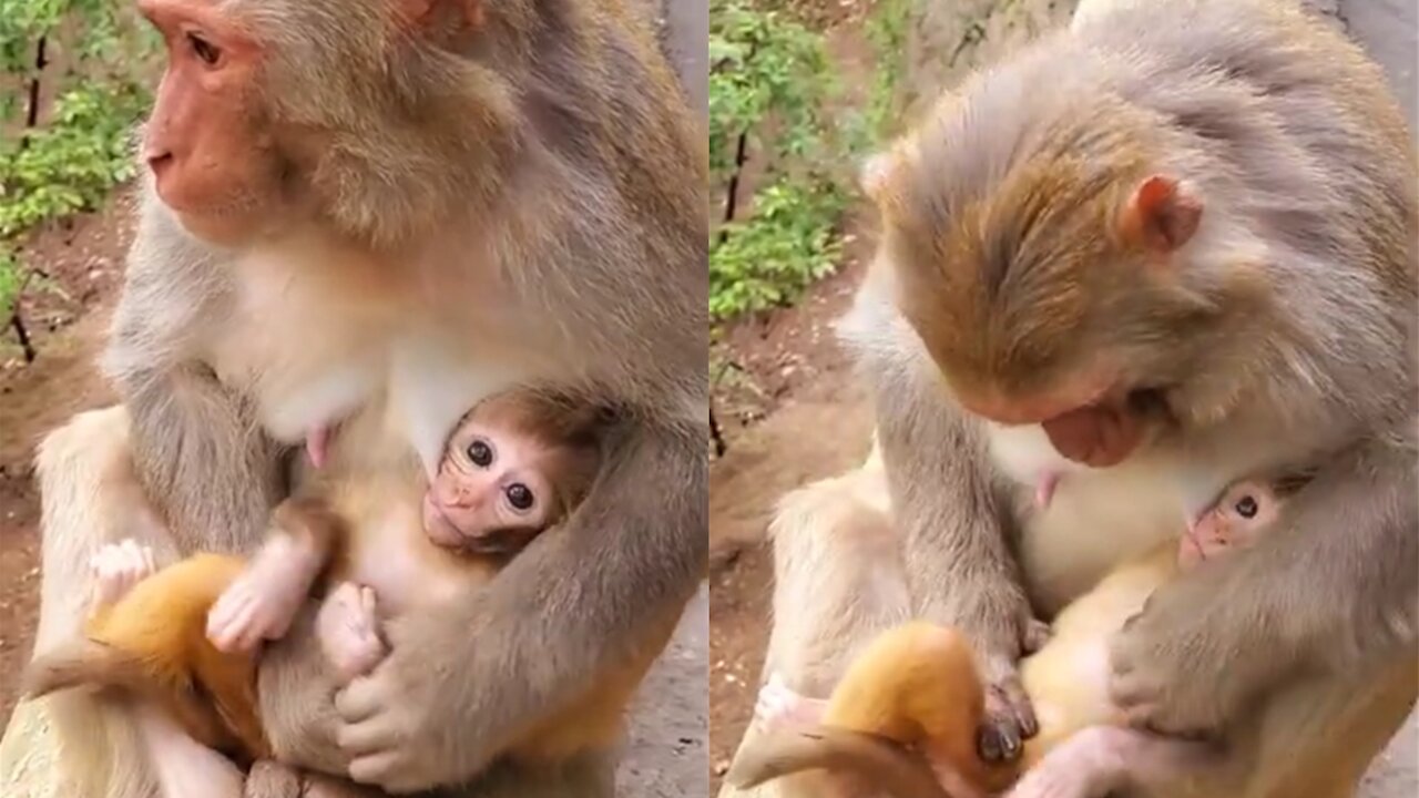 🐒cute baby monkey monkey breastfeeding