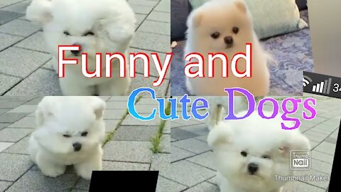 Cute Puppies 😍 Cute Funny and Smart Dogs Compilation | Cute Buddy