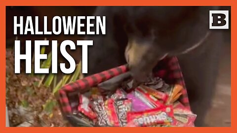 Bear’s Halloween Haul: Candy First, Pumpkin To-Go!