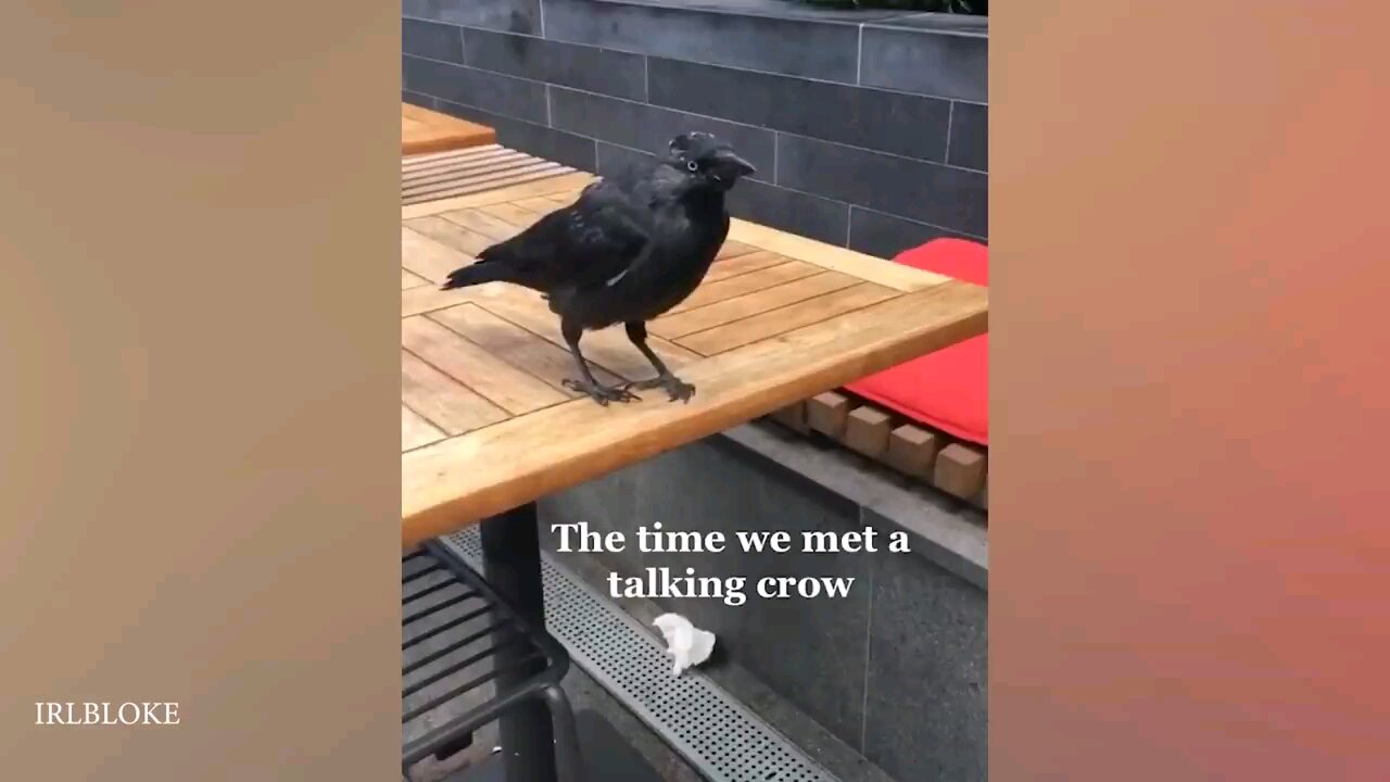 50 Funny Animal Videos To Crack You Up All Long Day