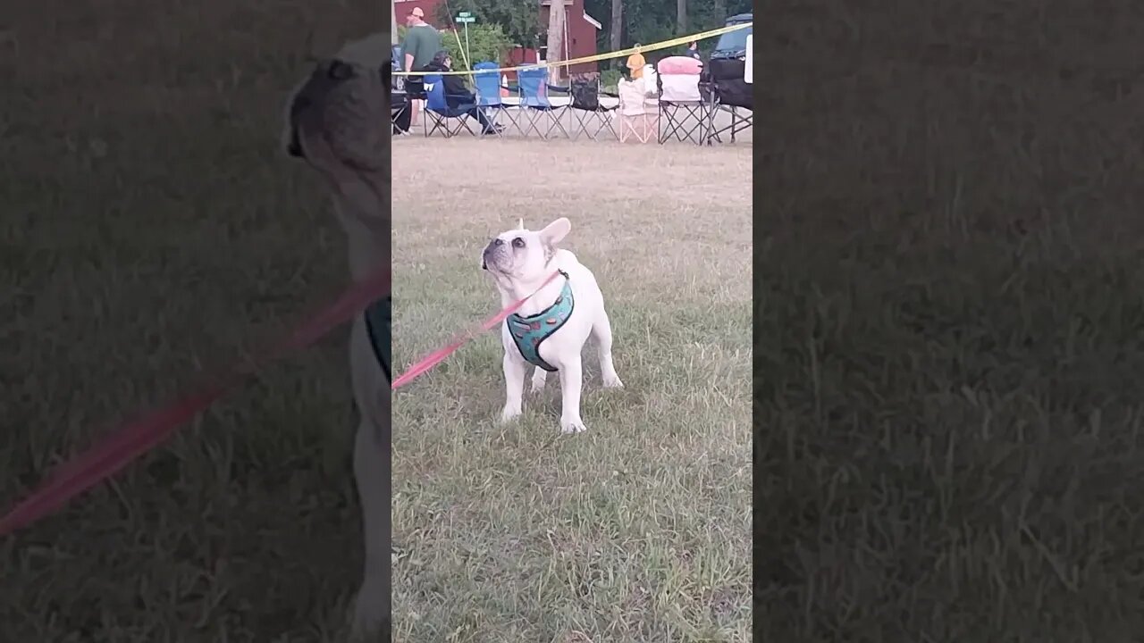 #bubbles #apollo #doggodoingthings #puppy #dogs #4thofjuly #Curtis #puremichigan #tiktok #shorts