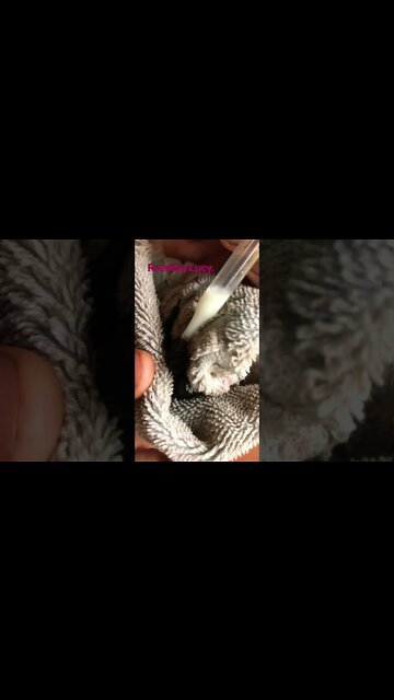 Feeding Lucy, the Rescued Baby Fruit Bat