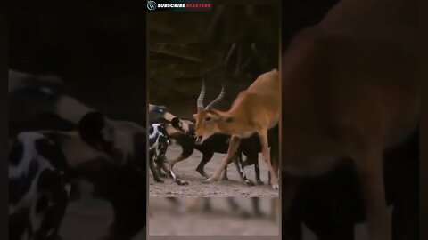 OMG 😰 #wildanimals #animals #lion 2